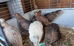 Quail poultry for sale: Female quails looking for a home  - Advert 4