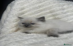 Ragdoll cats for sale: Ragdoll Bluepoint kittens - Image 9