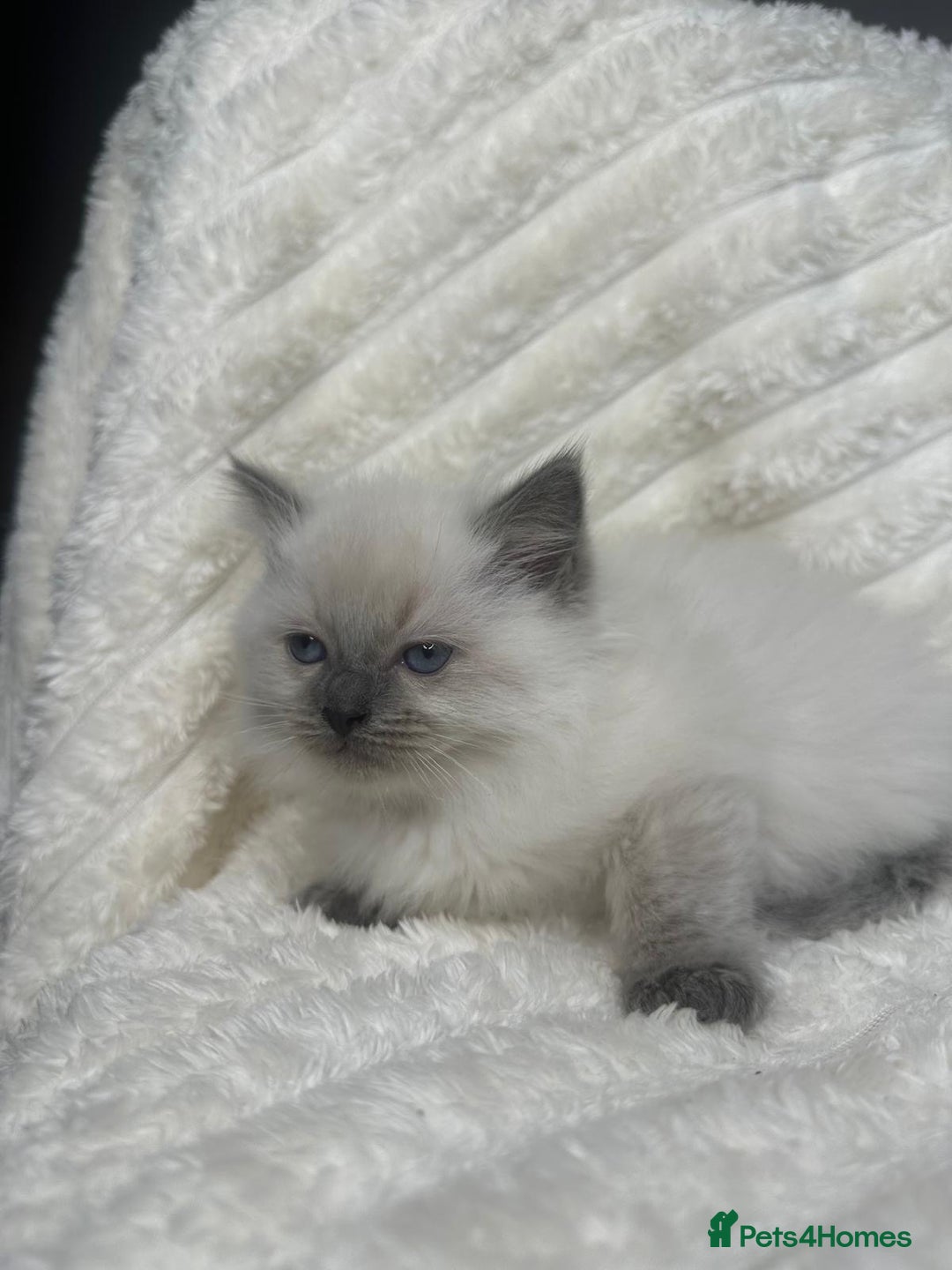 Ragdoll cats for sale: Ragdoll Bluepoint kittens - Image 9