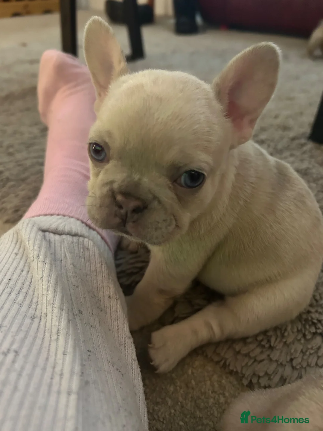 French Bulldog dogs for sale: Last two females left ready now - Advert 14