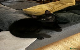 Mixed Breed cats for sale: NEED GONE ASAP2 cutekittens looking for a new home - Image 5