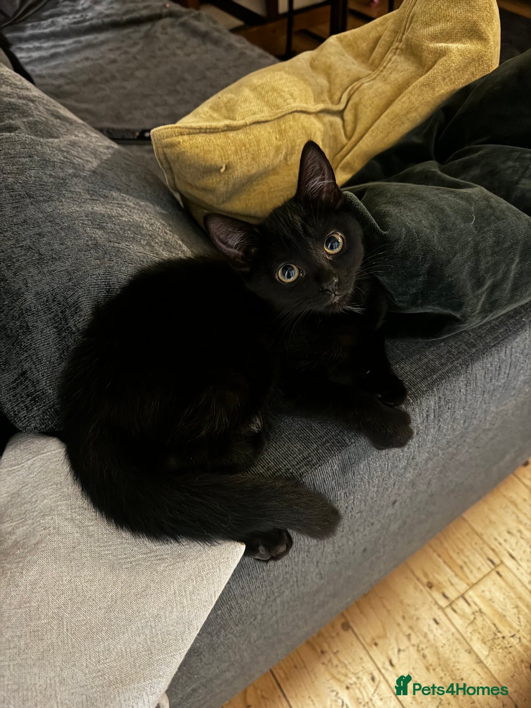 Mixed Breed cats for sale: NEED GONE ASAP2 cutekittens looking for a new home - Image 5