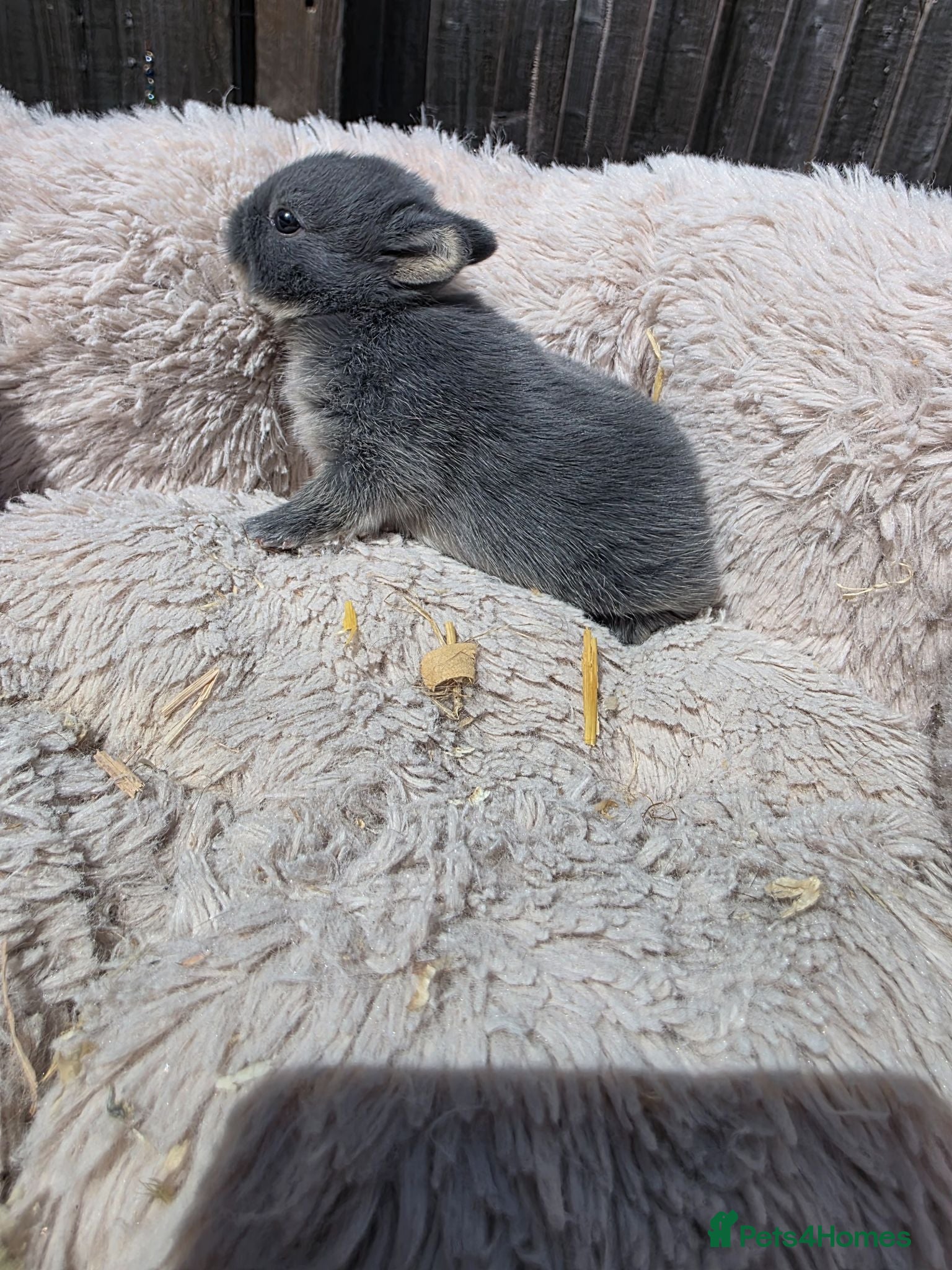 Netherland Dwarf rabbits Netherland dwarf bunnies - Advert 2