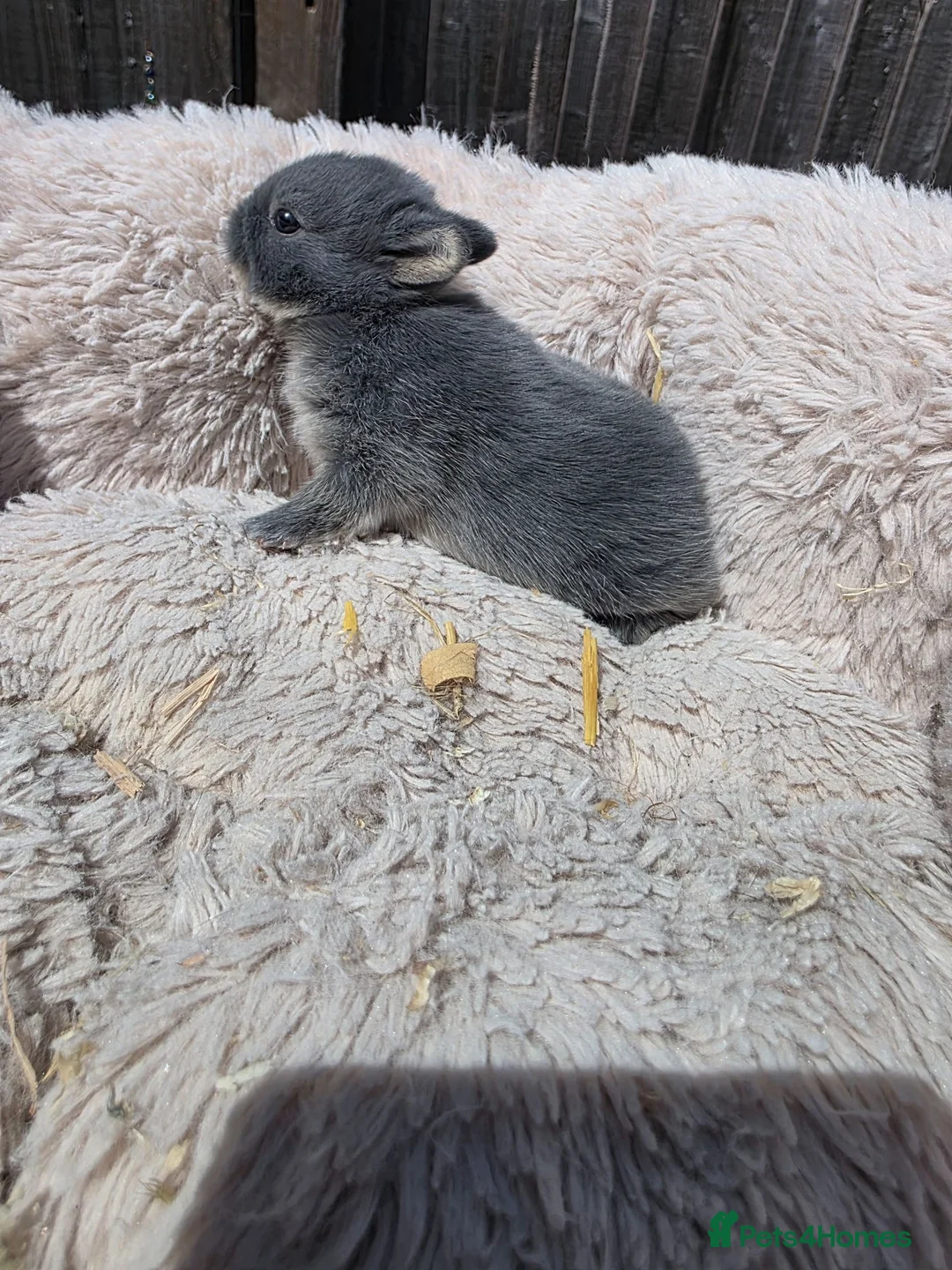 Netherland Dwarf rabbits for sale: Netherland dwarf bunnies - Advert 2