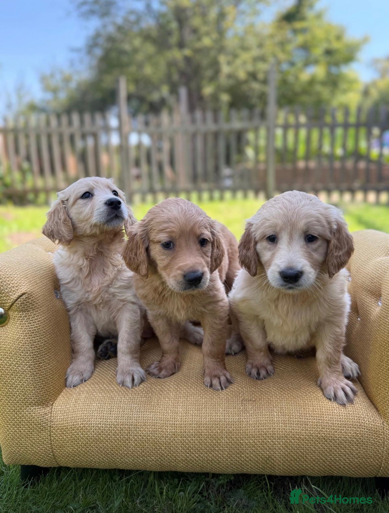 Mixed Breed dogs Magnificent blonde wolf dog puppies golden sarloos - Advert 1