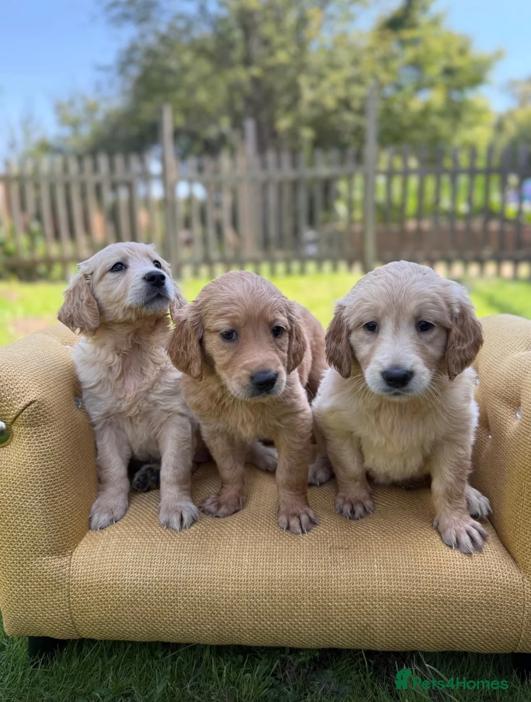 Mixed Breed dogs for sale: Magnificent blonde wolf dog puppies golden sarloos - Advert 1