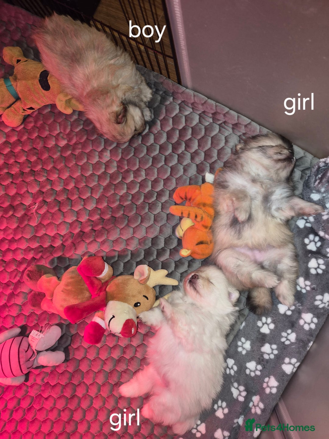 Pomeranian dogs for sale: Goergeos Pomeranian Puppy's💙❤️ - Advert 7