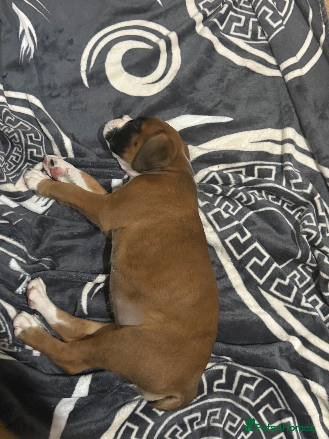 Boxer dogs for sale: Bouncy beautiful boxers  - Image 24