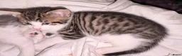 British Shorthair cats for sale: 4 lovely’s silver grey British shorthair  - Advert 20