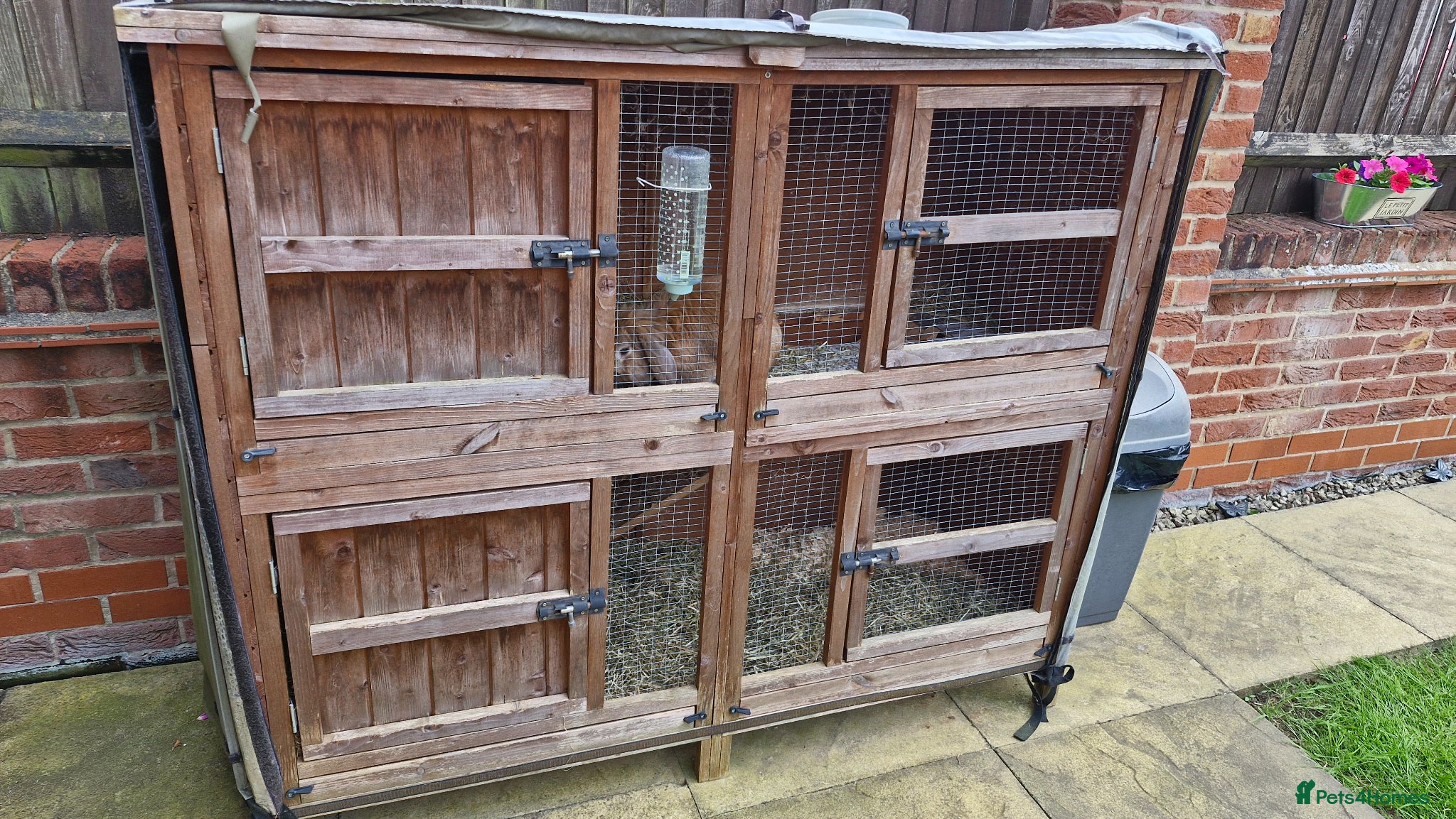 Dwarf Lop rabbits for sale: Male rabbit looking for loving home in Haywards Heath - Advert 4