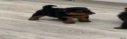 Welsh Terrier dogs for sale: Beautiful Welsh terrier puppies  - Advert 32