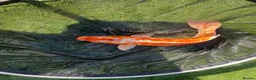 Koi Carp fish for sale: Carp koi 40cm others 58-60cm+ ready to go  - Advert 8