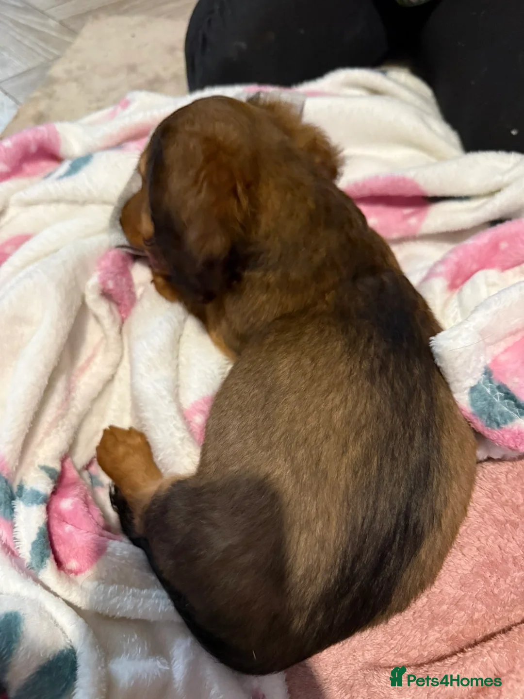 Dachshund dogs for sale: Dachshund puppies  in Sandbach - Advert 3
