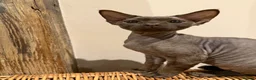 Devon Rex cats for sale: Ready now- GCCF Chocolate Devon Rex girl  - Advert 3