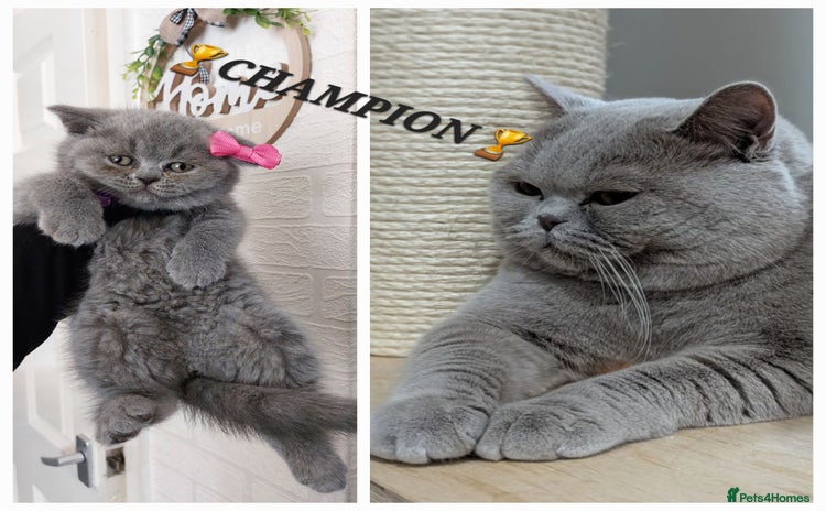 British Shorthair cats in Dudley - Advert 11