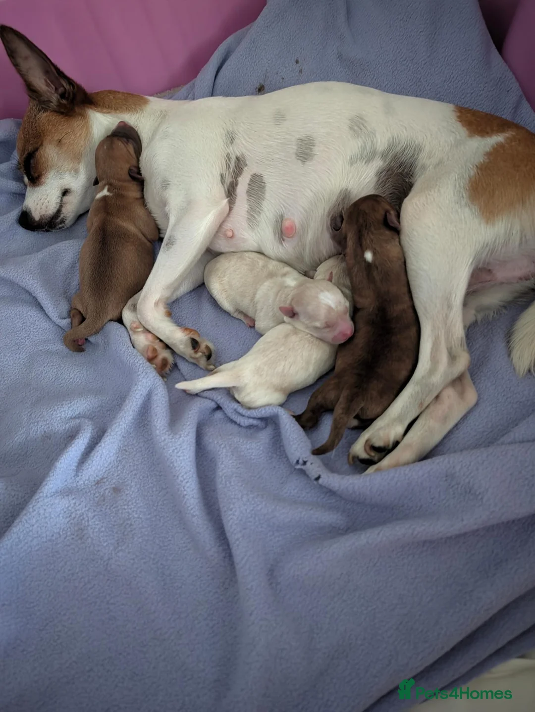 Chihuahua dogs for sale: Beautiful Chihuahua Puppies – 3 Girls & 1 Boy - Advert 2
