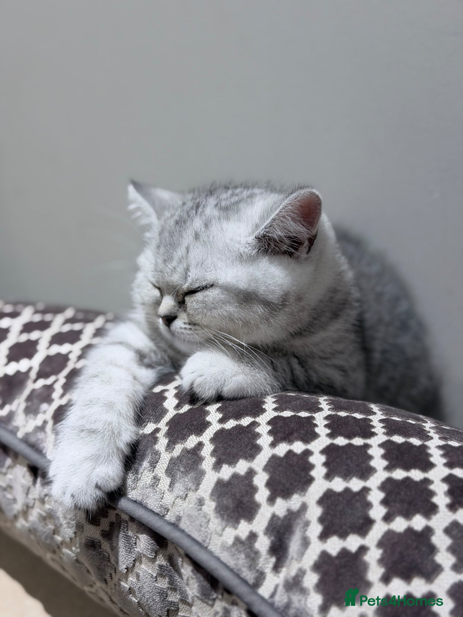 British Shorthair cats for sale: Stunning British Shorthair - Advert 2