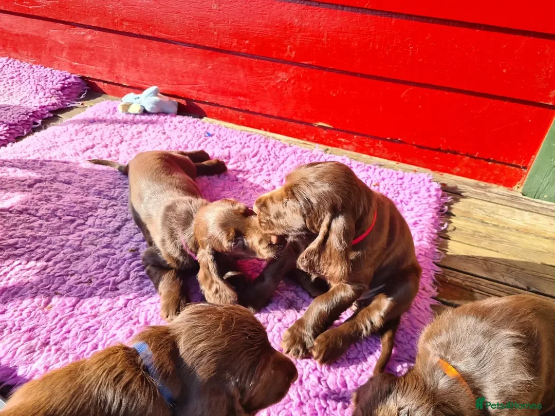 Field Spaniel dogs for sale: Field Spaniel Puppies for Sale – Home Ready - Advert 2