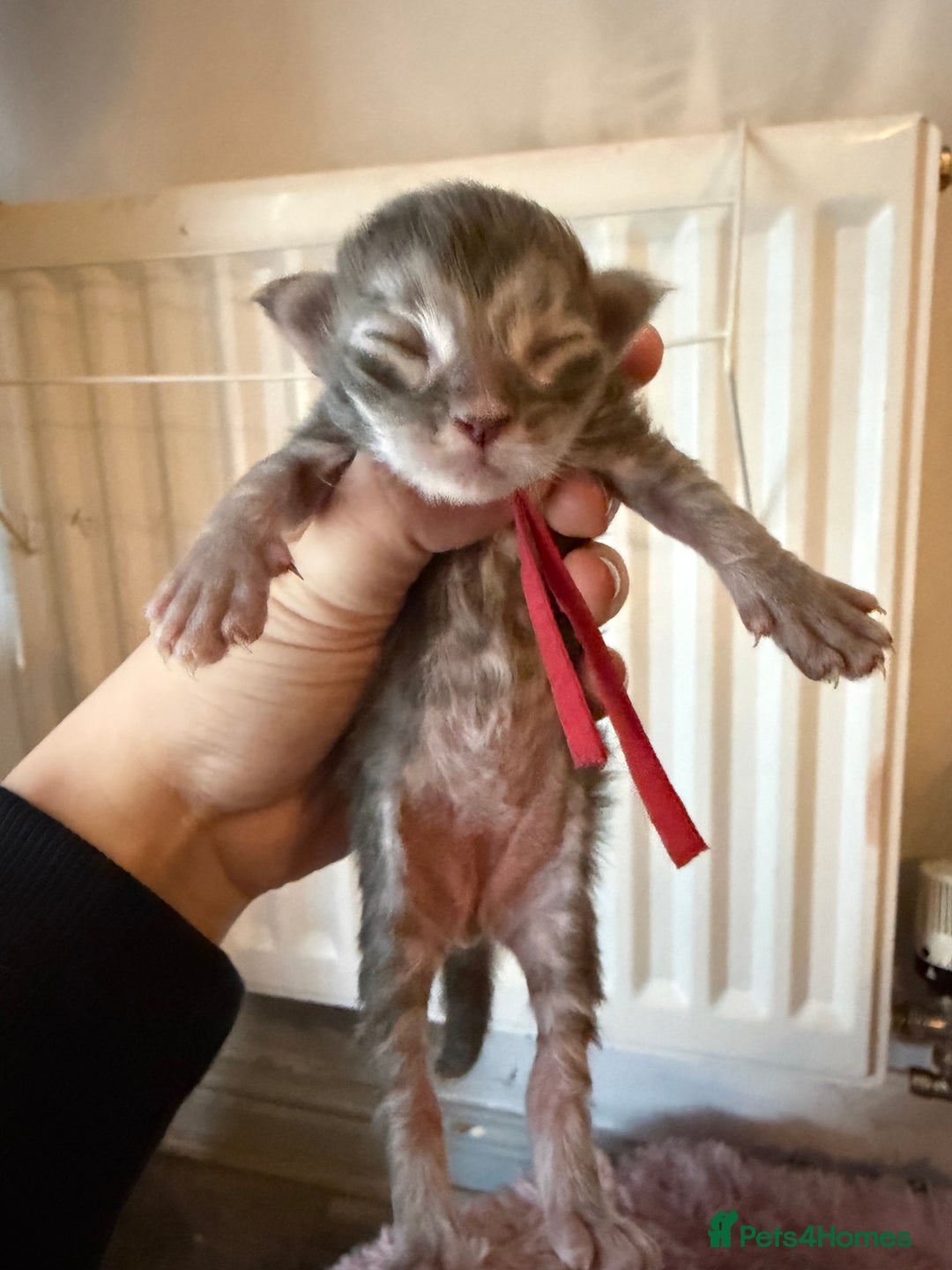 Ragcoon cats for sale: 6 beautiful Ragdoll X Maine coon kittens  - Advert 6