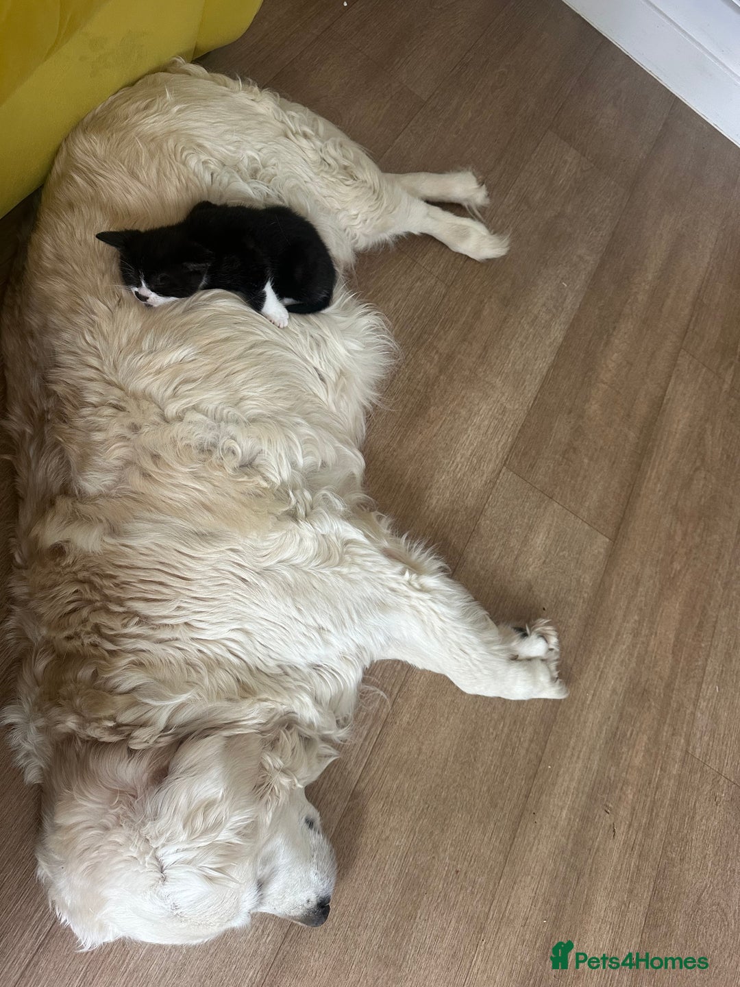 Mixed Breed cats for sale: 🐾 Adorable British Shorthair Mix Kittens 🐾 - Image 8