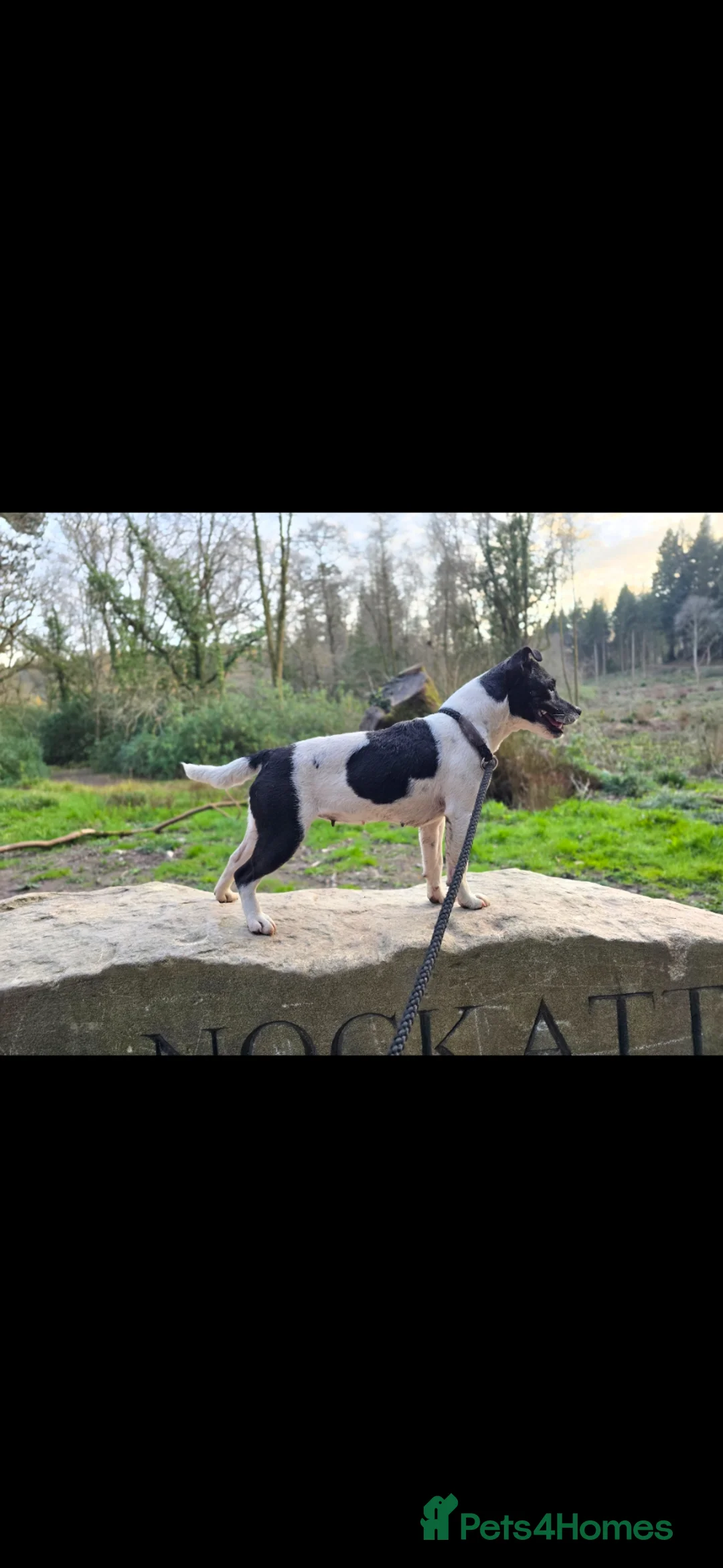 Patterjack dogs for sale: Patterjack female - Advert 12