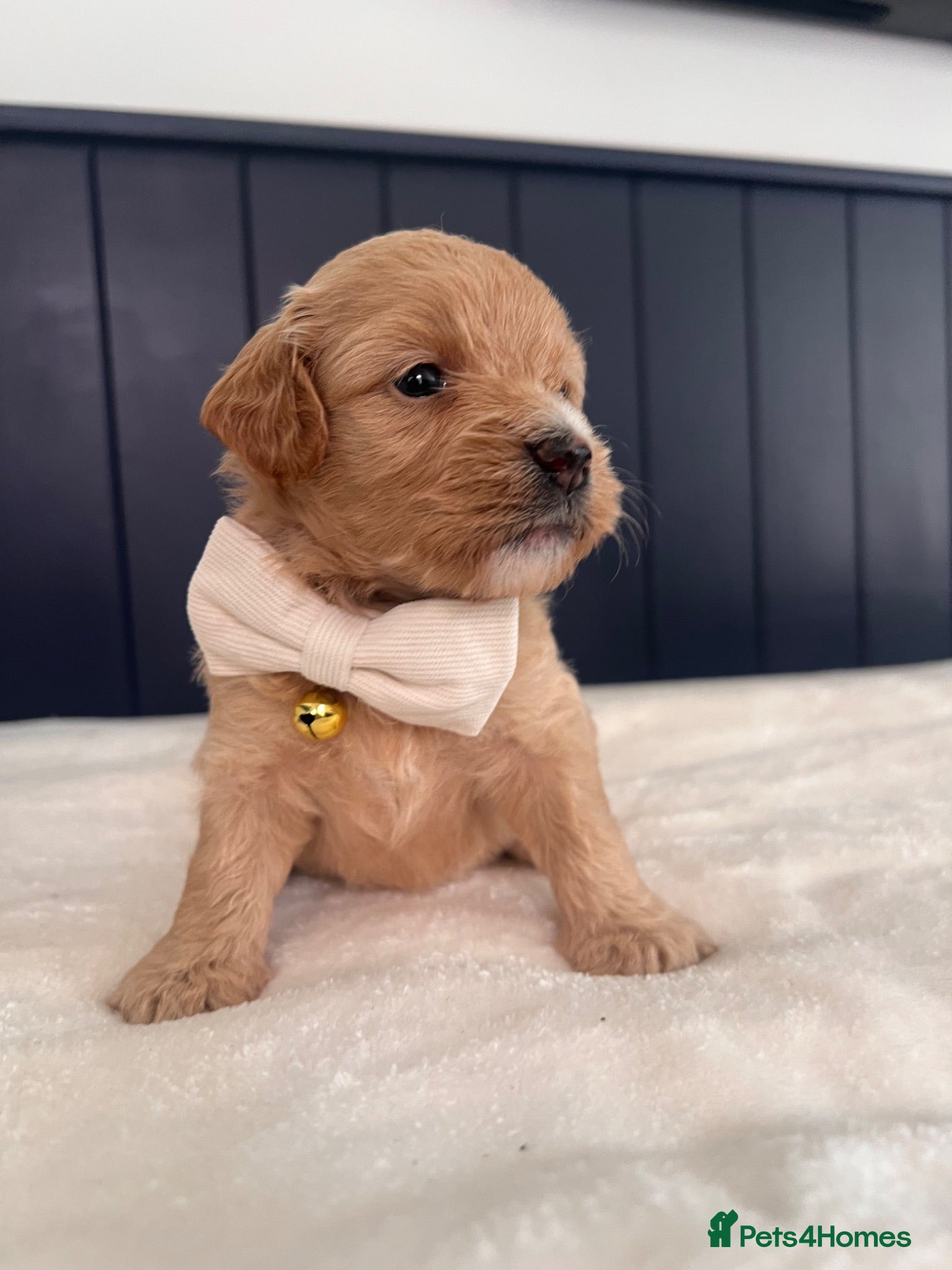 Maltipoo dogs Outstanding Maltipoos Puppies Ready to leave  - Advert 6