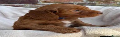 Cockapoo 2