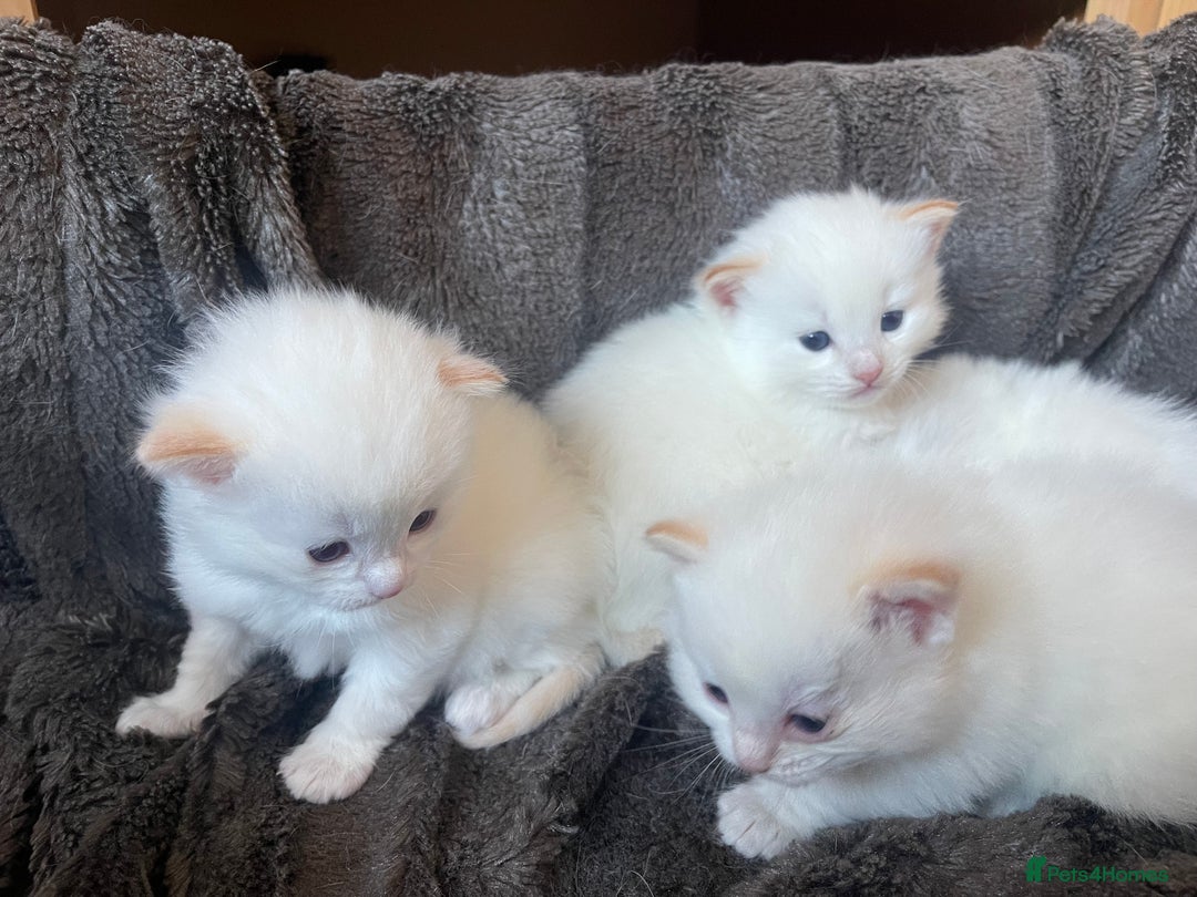 Ragdoll cats for sale: DoB:18/7/25& 14/11/25 Ragdoll Kittens Purebred - Advert 15