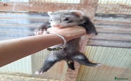 Ferret rodents for sale: Ferret kits - Image 5