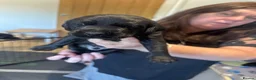 Labrador Retriever dogs for sale: Description  - Advert 15