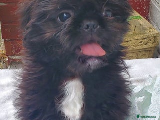 Mixed Breed dogs Shih Tzu cross Pug puppies - Advert 6