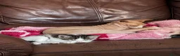Mixed Breed cats for sale: Sphynx cross kittens  - Advert 5