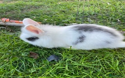 Lionhead rabbits for sale: Lion head  - Image 36