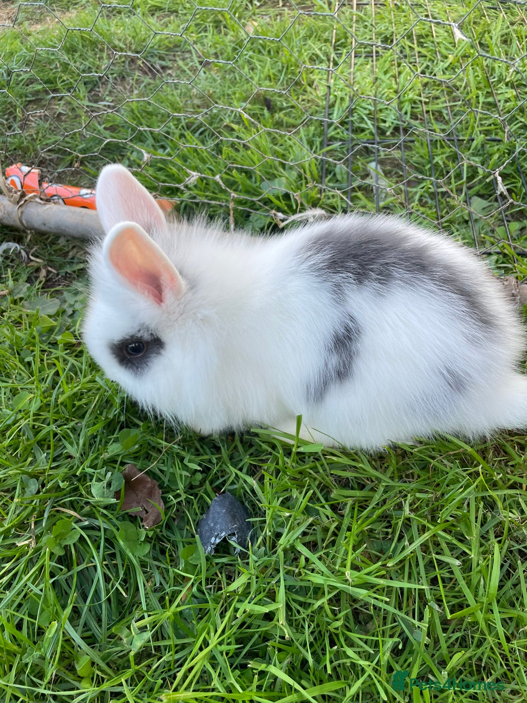 Lionhead rabbits for sale: Lion head  - Image 36