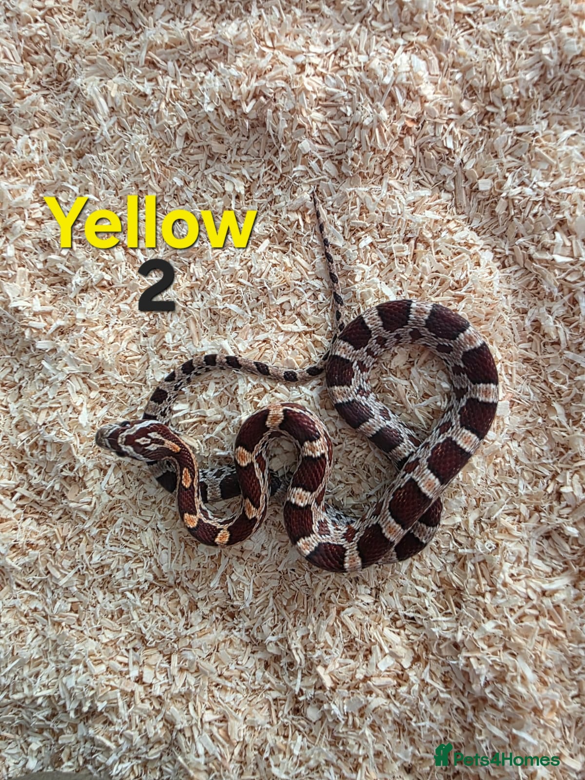 Corn Snake reptiles for sale: Various Cornsnakes avilable  - Advert 5