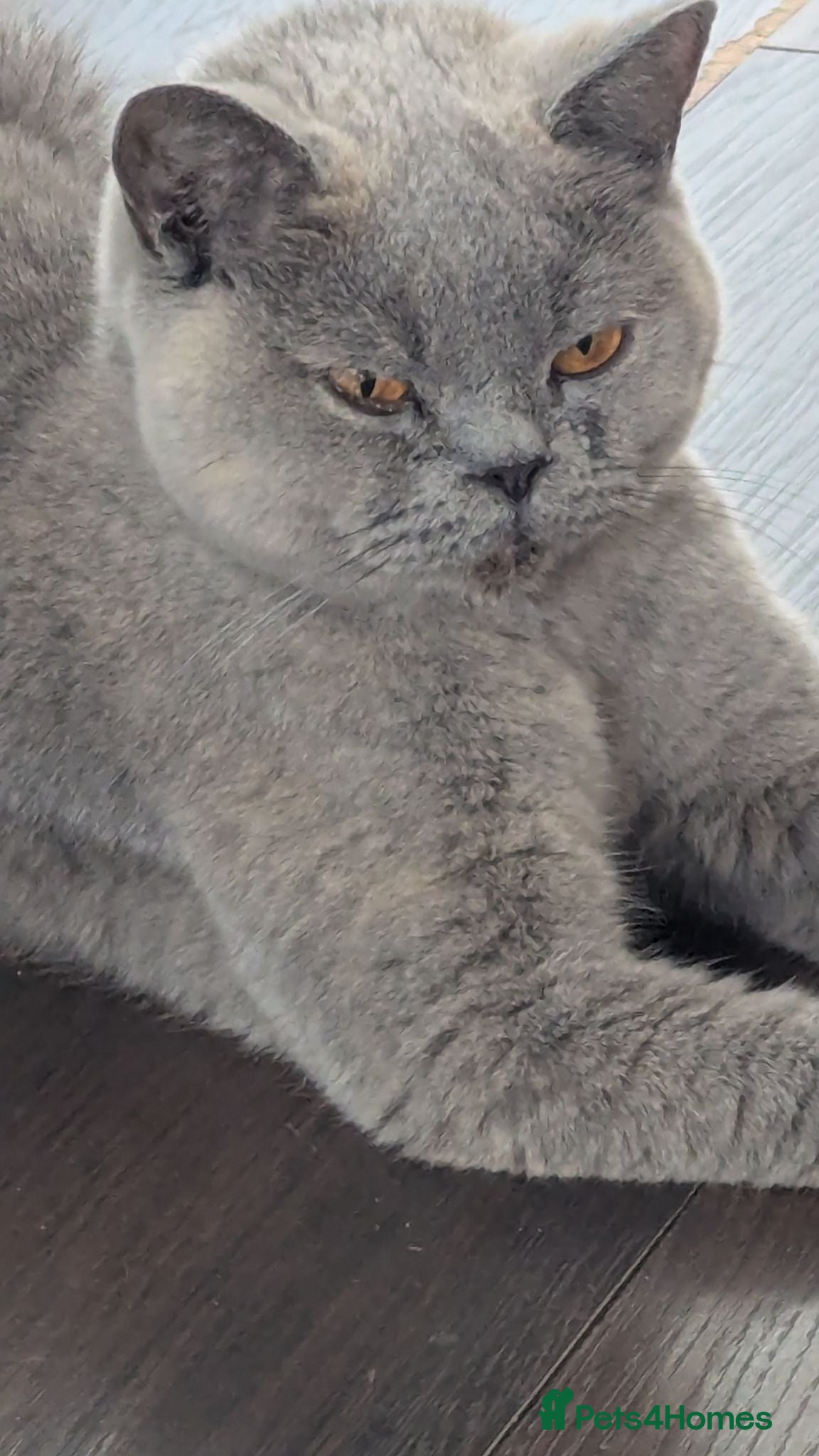 British Shorthair cats British shorthair  - Advert 1