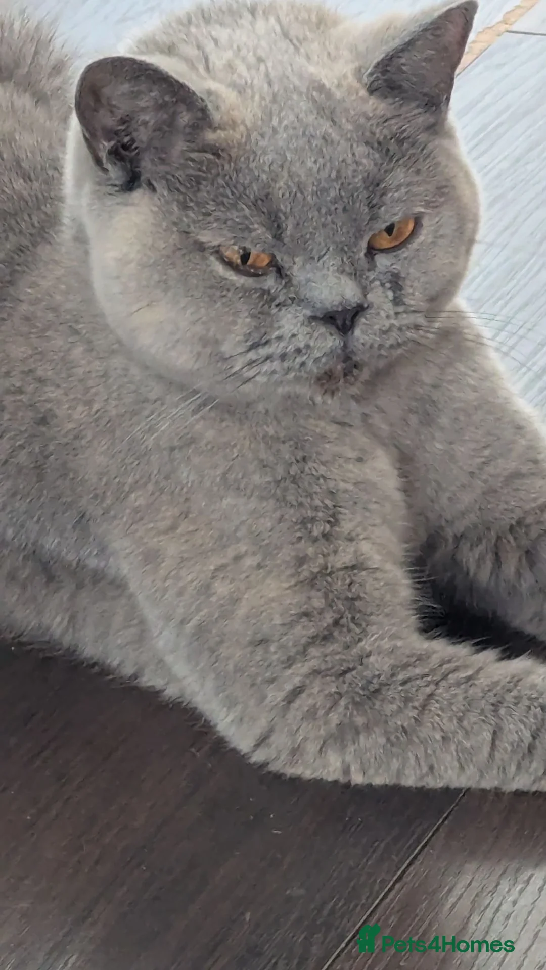 British Shorthair cats for sale: British shorthair  - Advert 1