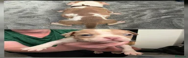 American Bulldog Puppy brown collar 