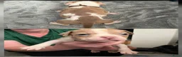 American Bulldog dogs for sale: American bulldog puppies in Ashton-under-Lyne - Advert 2