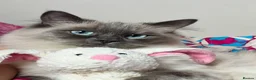 Ragdoll cats for sale: 3 Years old female and male ragdolls to be rehomed - Advert 1