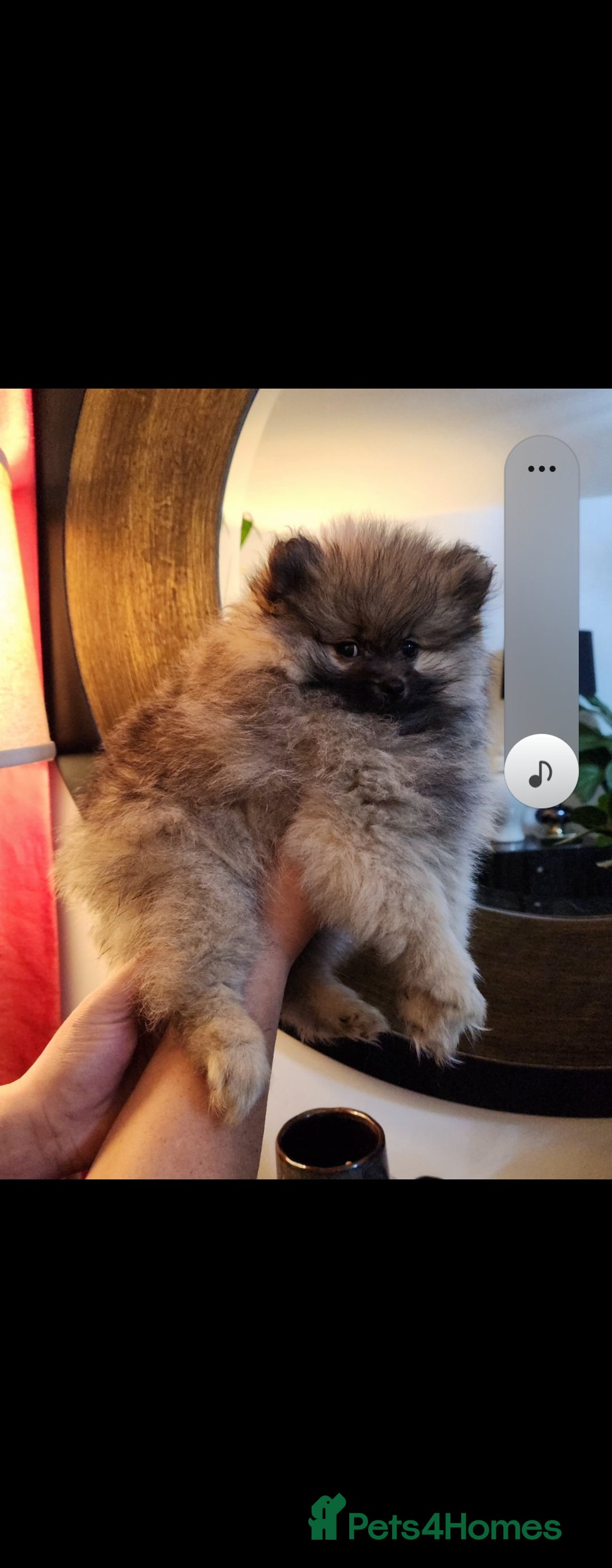 Pomeranian dogs for sale: Tiny Fluff-Balls looking for Forever Homes - Advert 6