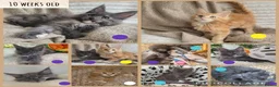 Maine Coon cats for sale: 🤍🐈‍⬛GORGEOUS 14 WEEK OLD MAINE COON KITTEN🐈‍⬛🤍 - Advert 18