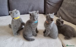 British Shorthair cats for sale: Gorgeous BSH kittens  - Image 17