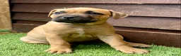 Staffordshire Bull Terrier dogs for sale: Very nice puppy  - Advert 9