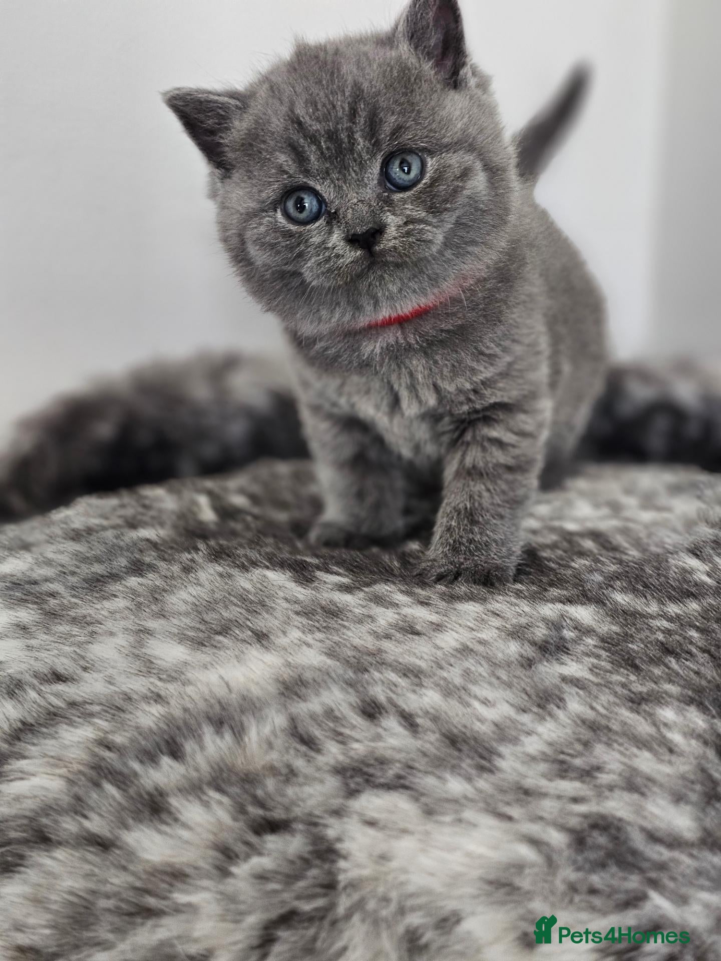 British Shorthair cats Blue&Lilac British Shorthair  - Advert 2