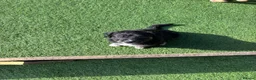 Mixed Breed dogs for sale: Beautiful puppies  in Tranent - Advert 6