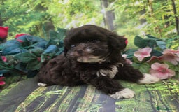 Shihpoo dogs for sale: F1 TOY SHIHPOO puppies, platinum choc champagne - Image 9
