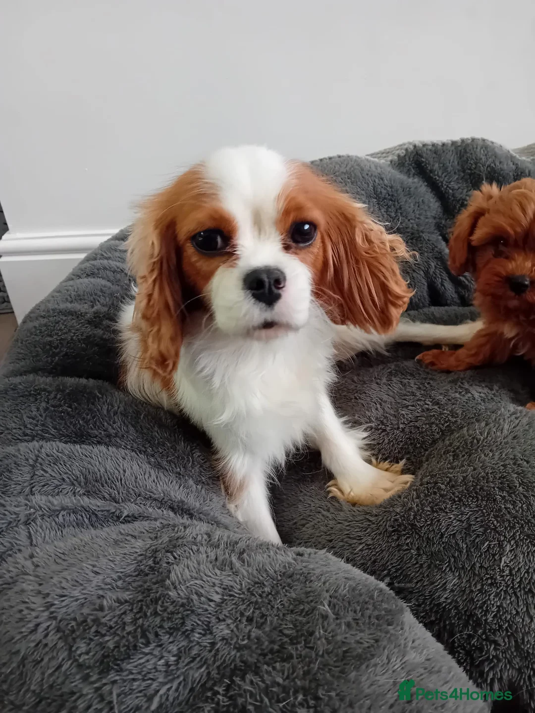 Cavapoo dogs for sale: Health tested cavapoos - Advert 1
