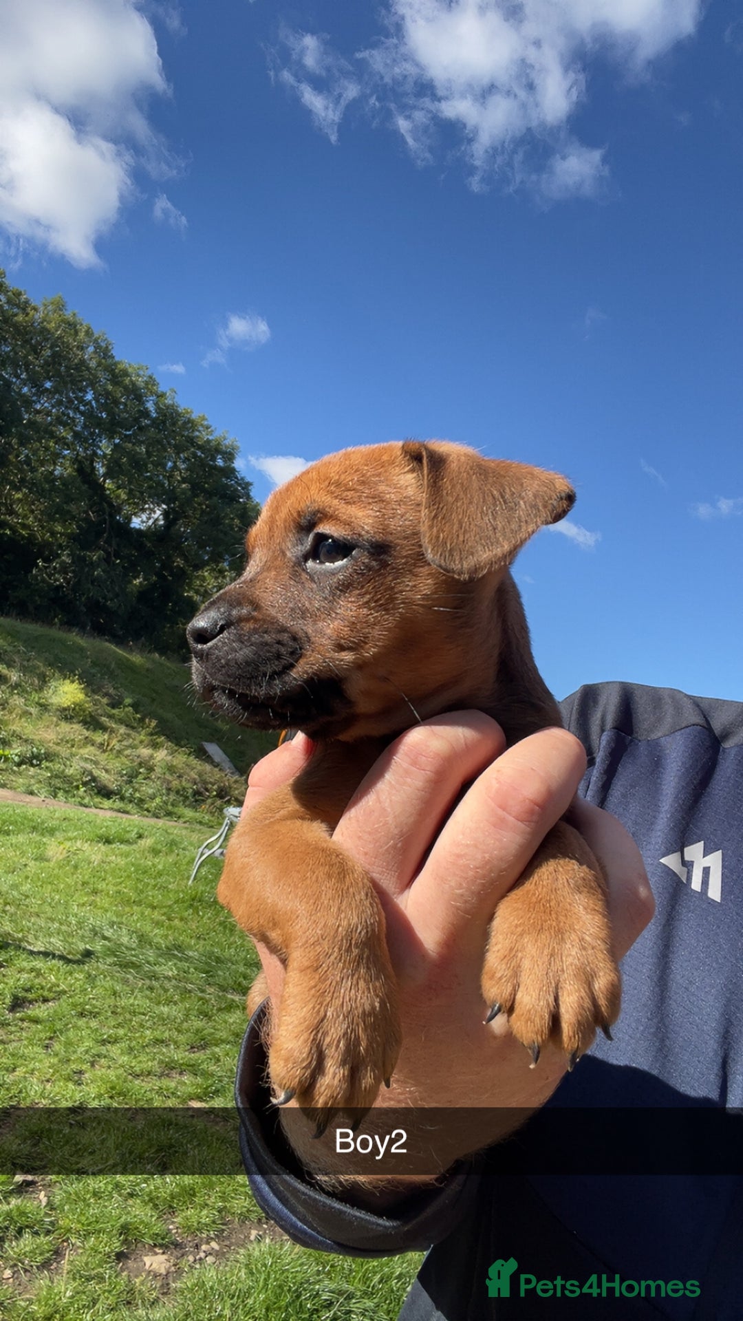 Patterdale Terrier dogs for sale: Patter dale  - Image 5