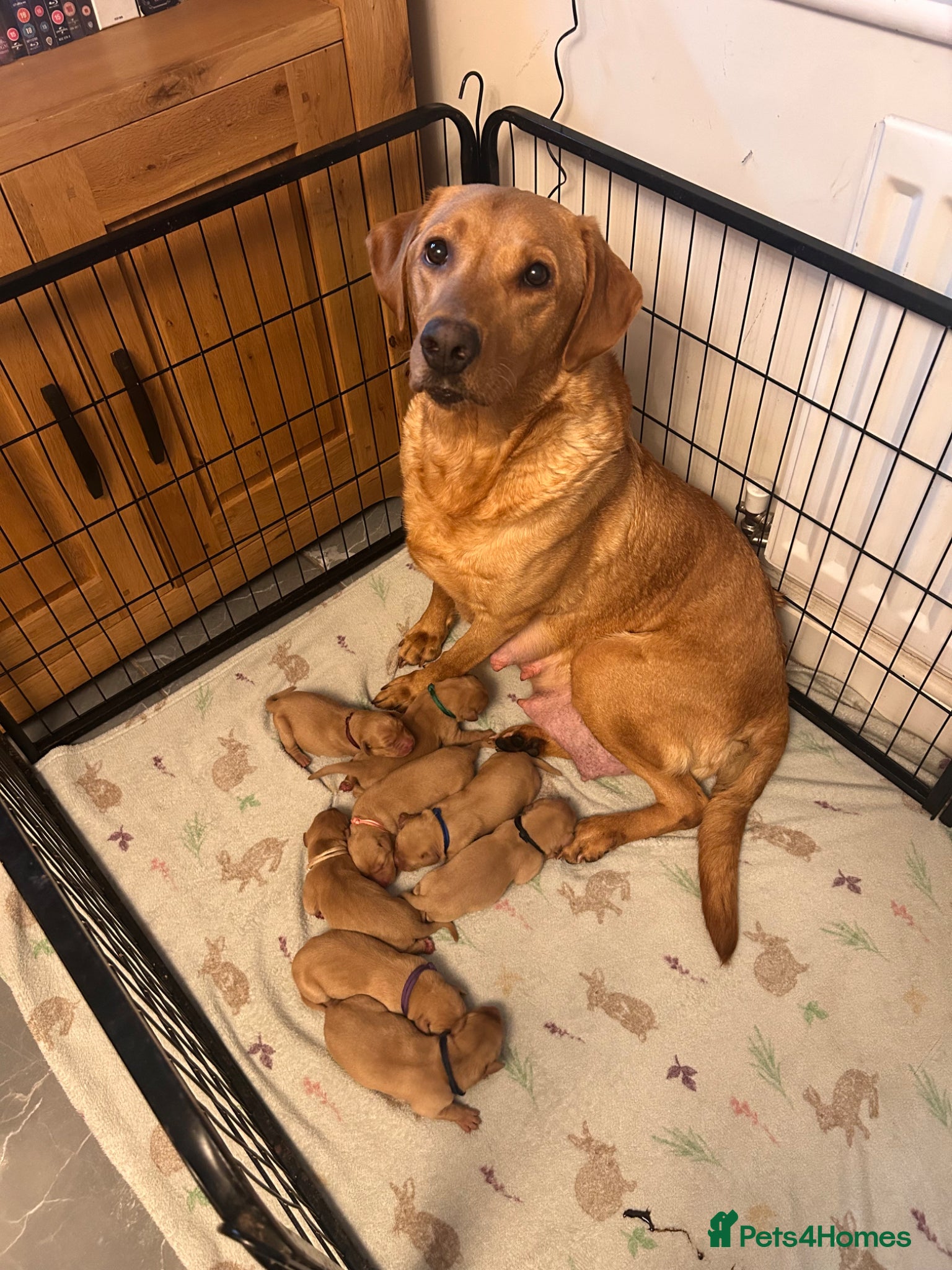 Labrador Retriever dogs Follow your pups journey from birth ❤️ - Advert 1